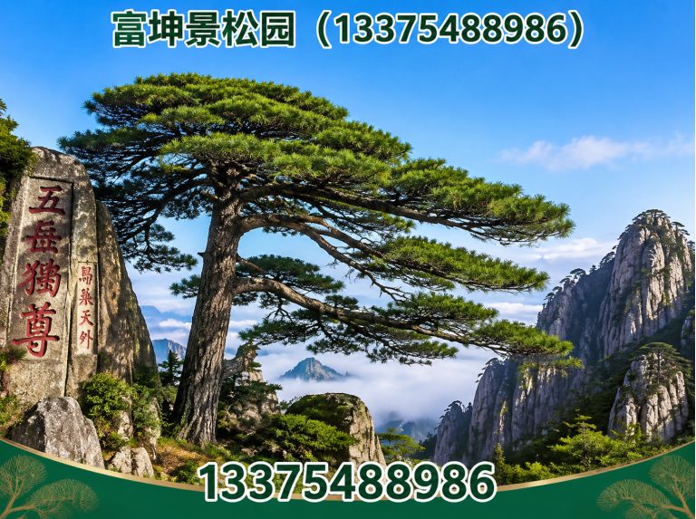山东迎客松展示图